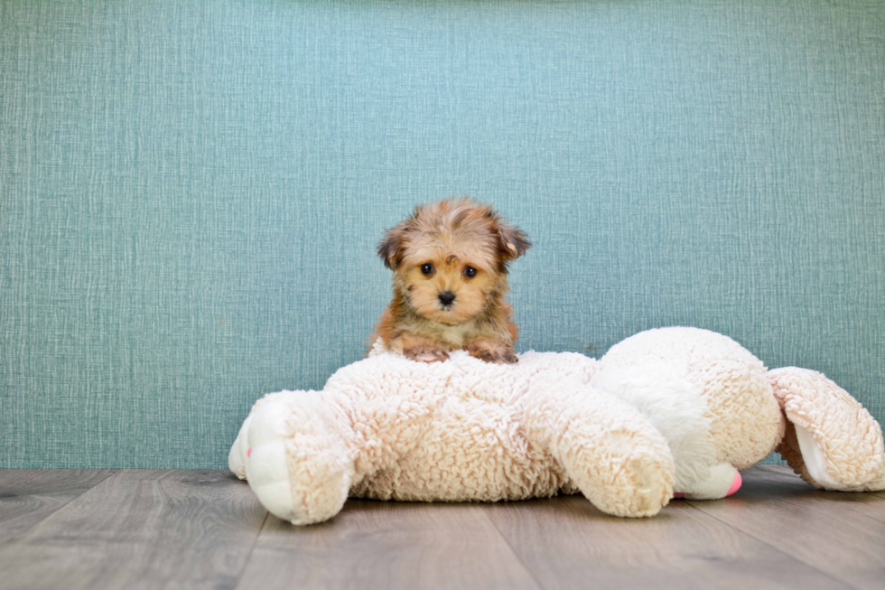 Adorable Yorkie Designer Puppy