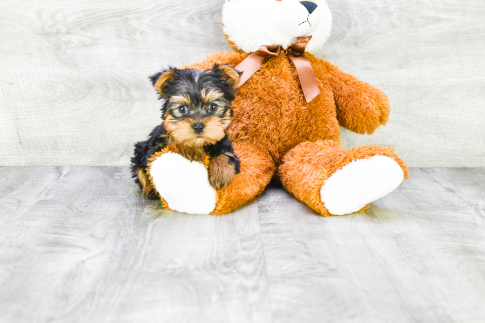 Meet Ronaldo - our Yorkshire Terrier Puppy Photo 