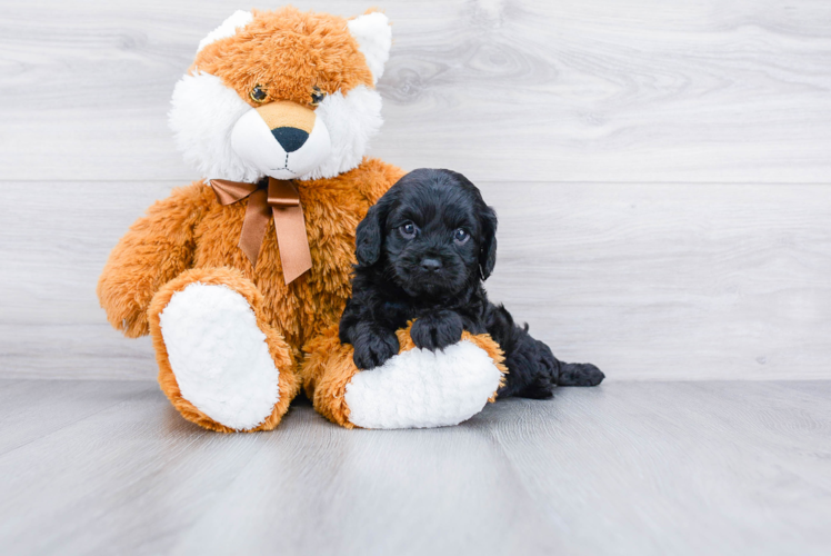 Cavapoo Pup Being Cute