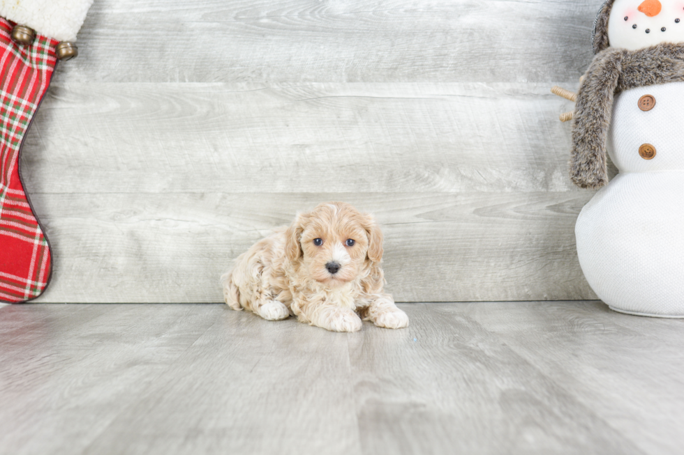 Adorable Maltese Poodle Poodle Mix Puppy