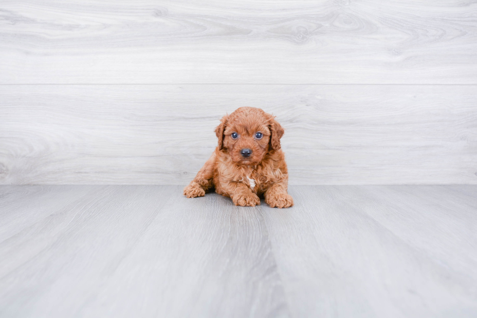 Best Cavapoo Baby