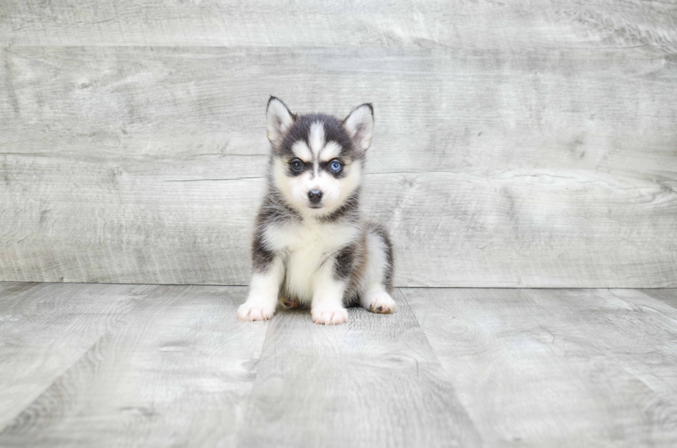 Sweet Pomsky Baby