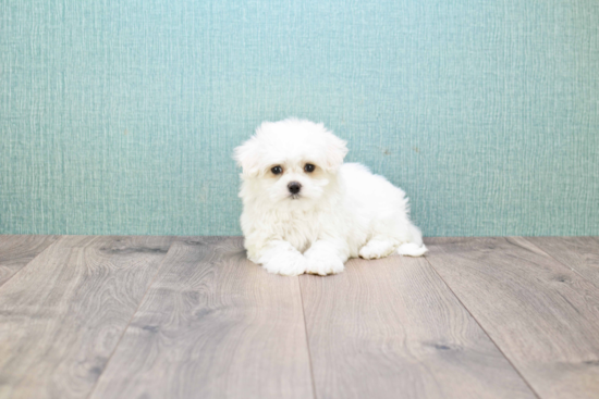 Energetic Havanese Purebred Puppy