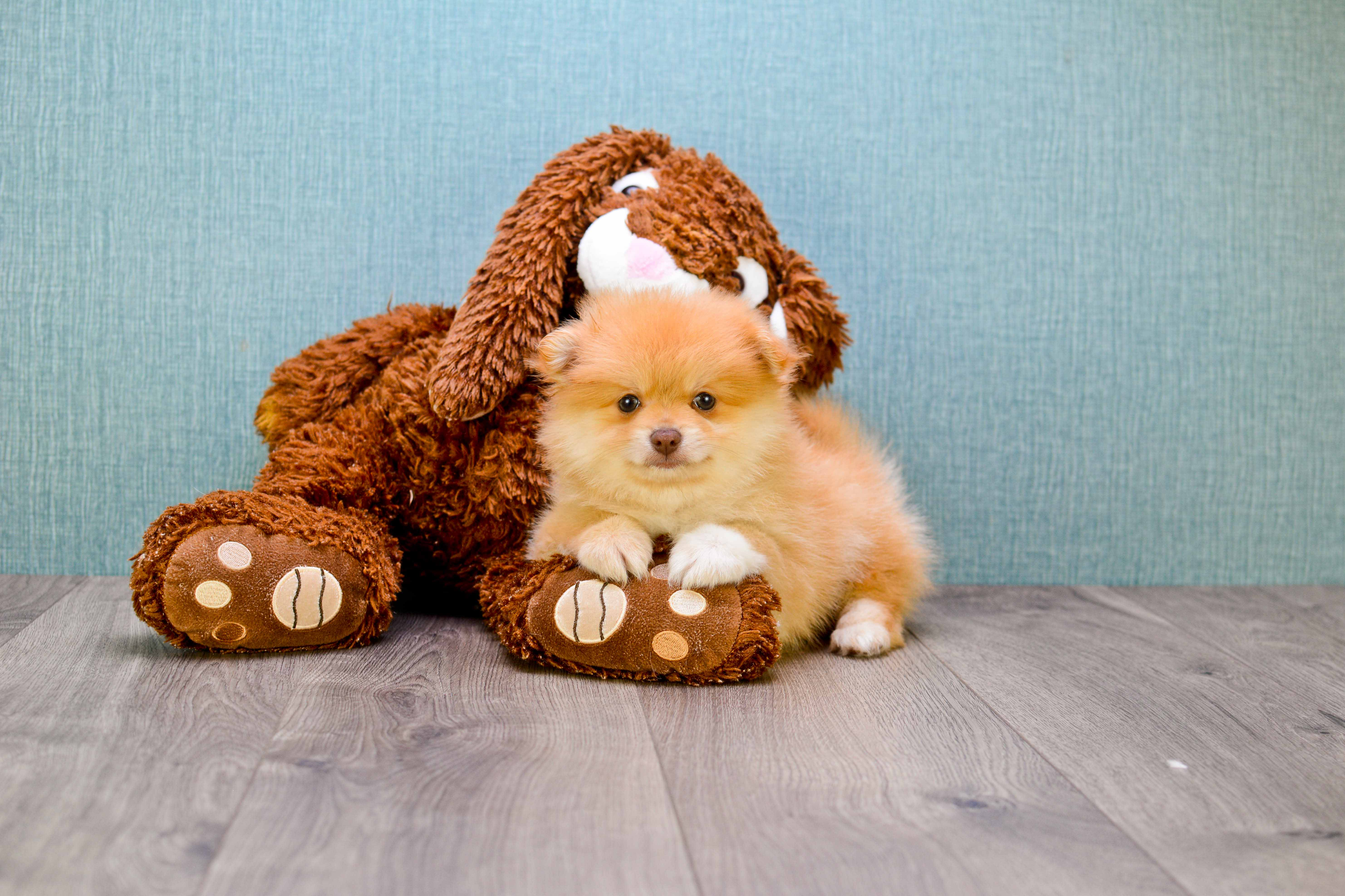 Best Pomeranian Baby