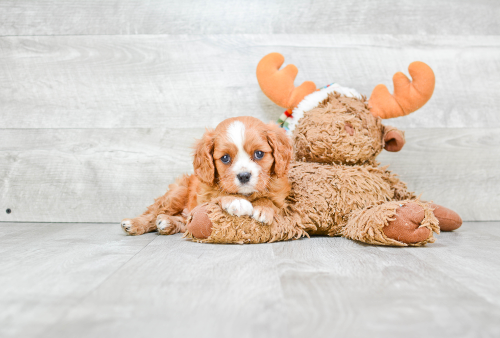 Funny Cavalier King Charles Spaniel Baby