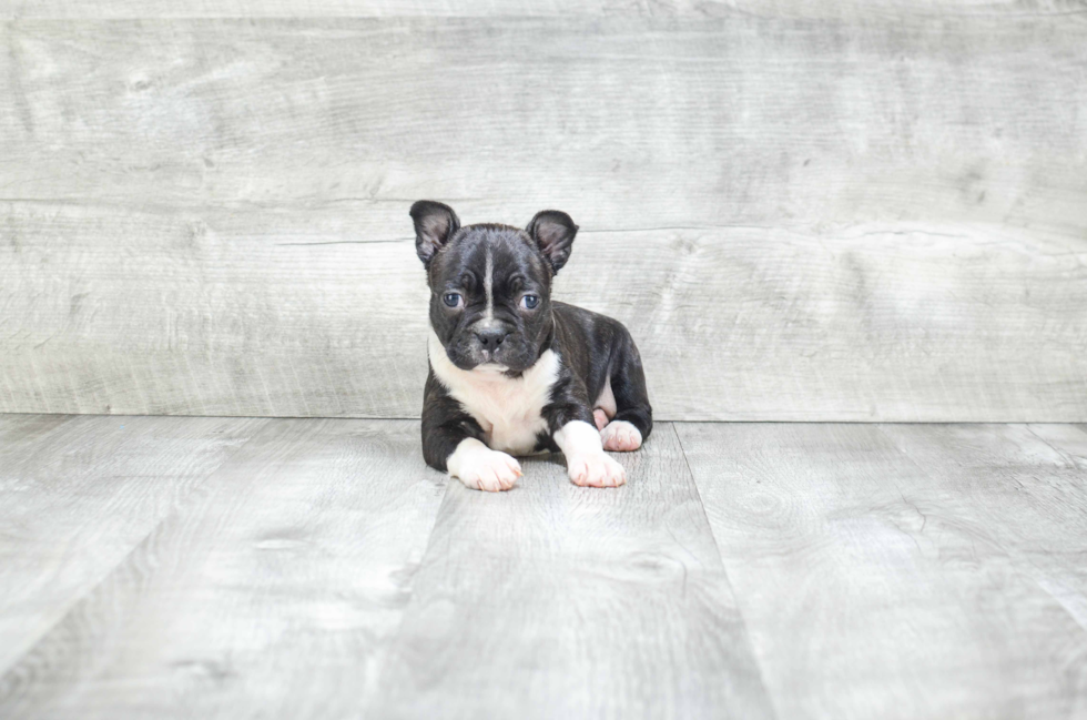 Little Boston Terrier Baby