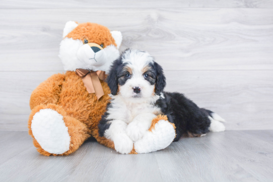 Adorable Mini Berniedoodle Poodle Mix Puppy