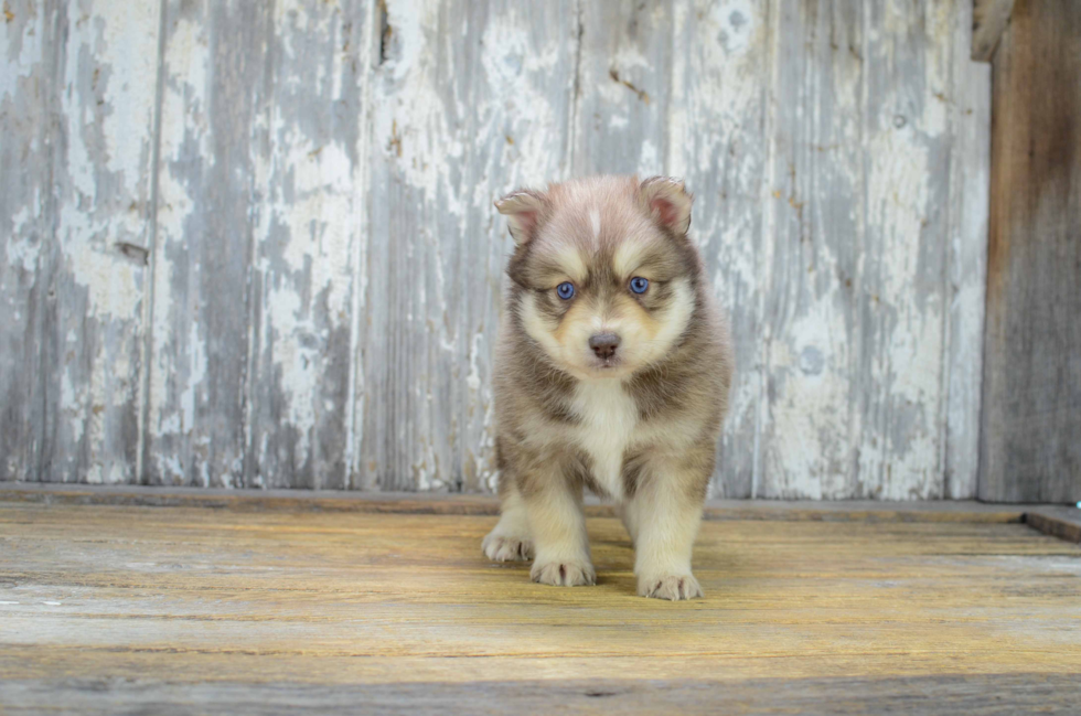 Pomsky Puppy for Adoption