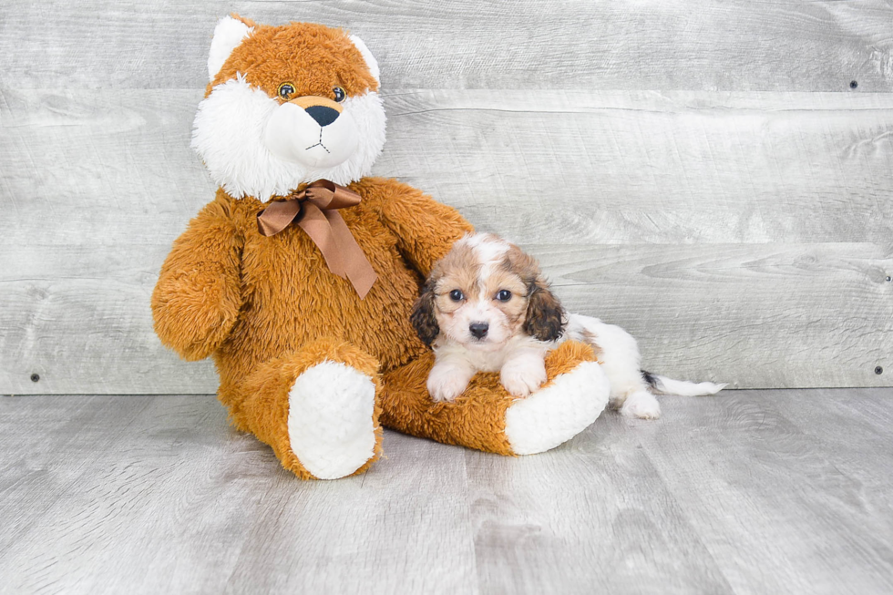 Playful Cavalier Designer Puppy