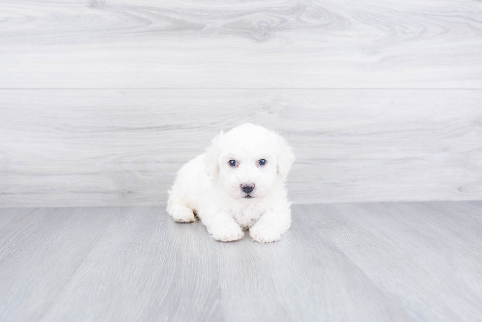 Best Bichon Frise Baby