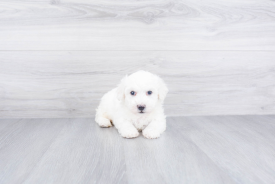 Best Bichon Frise Baby