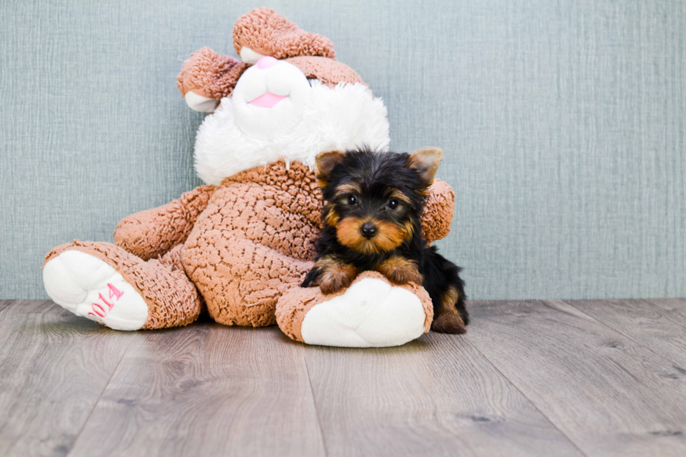 Meet Avery - our Yorkshire Terrier Puppy Photo 