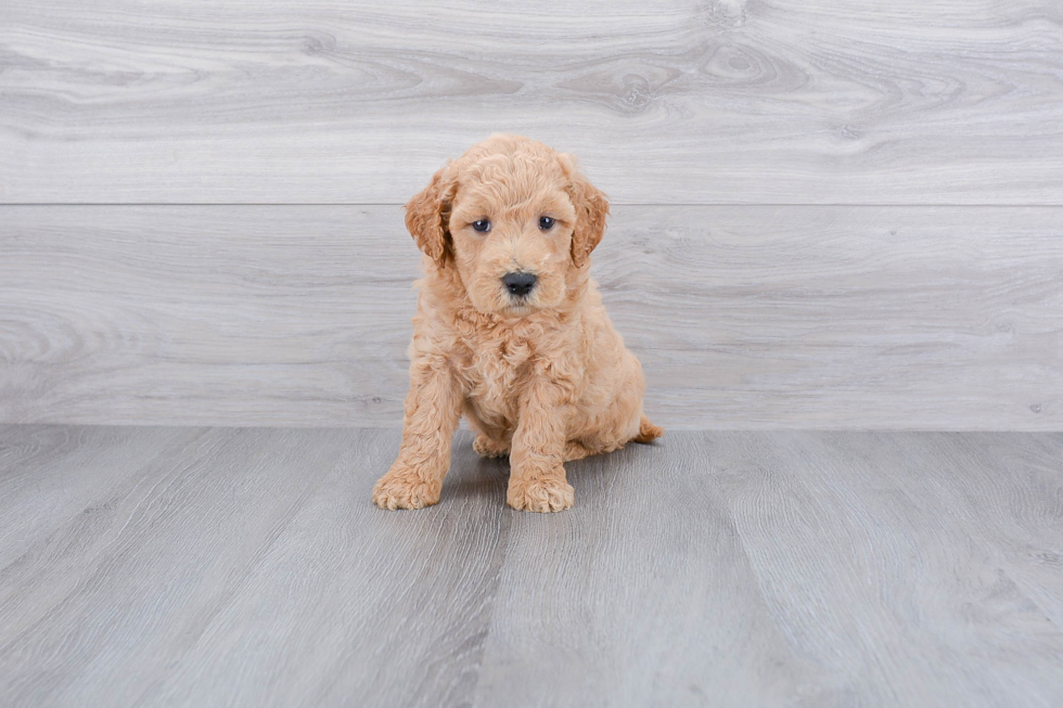 Petite Mini Goldendoodle Poodle Mix Pup