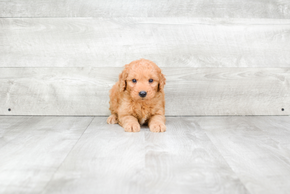 Best Mini Goldendoodle Baby