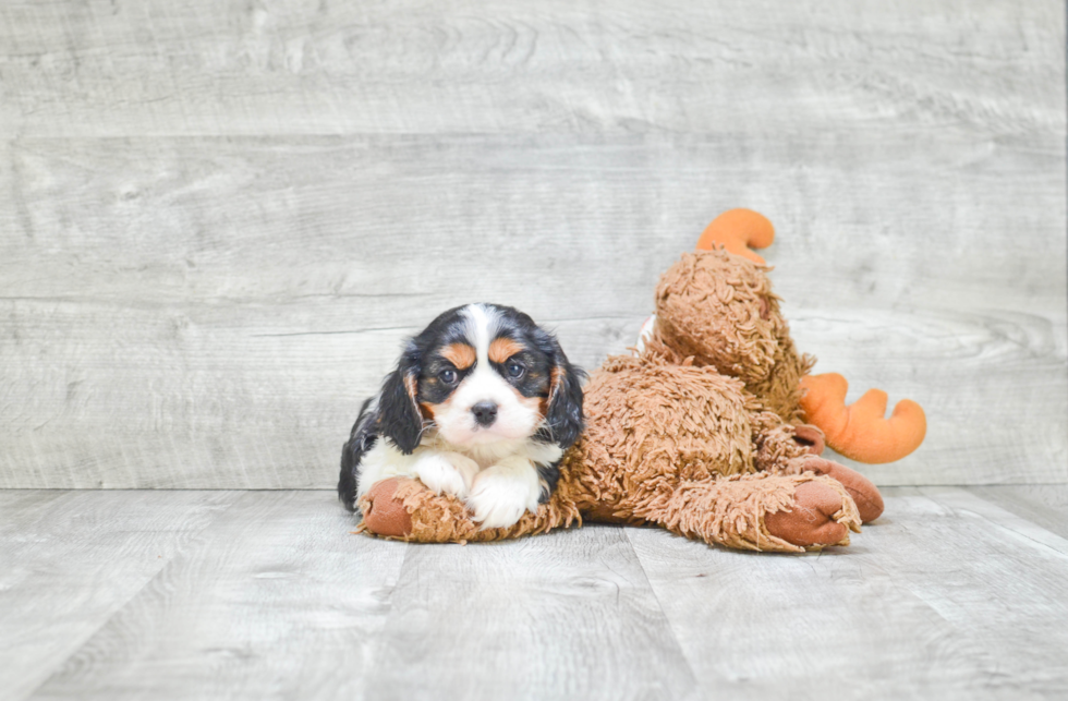 Cavalier King Charles Spaniel Pup Being Cute