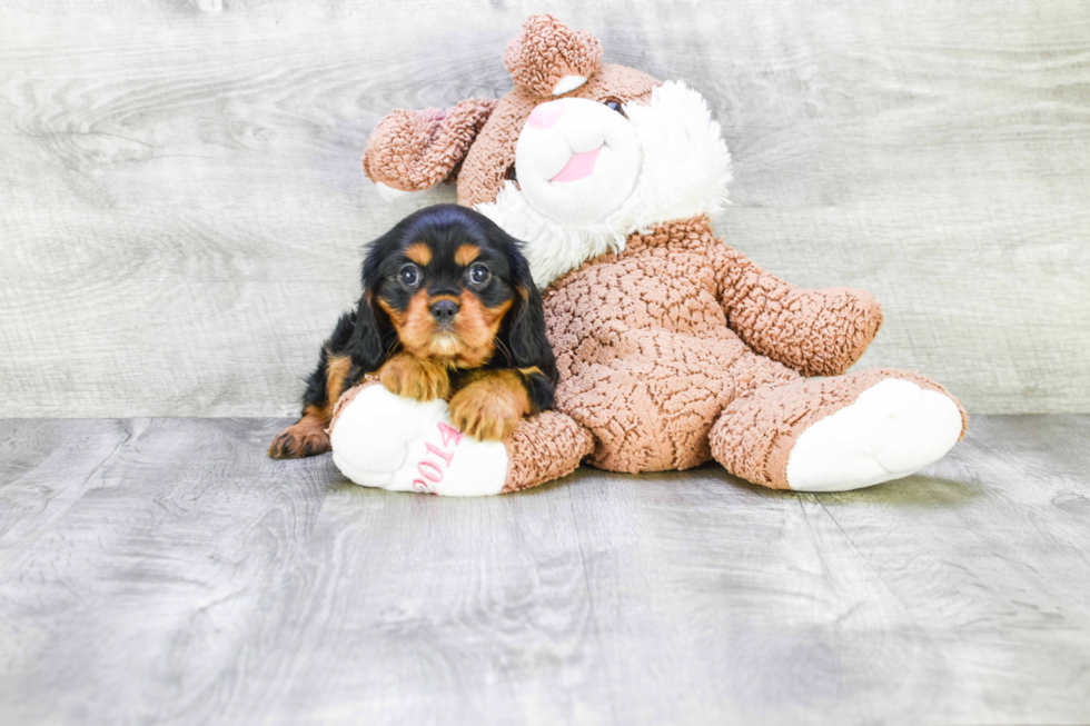 Best Cavalier King Charles Spaniel Baby