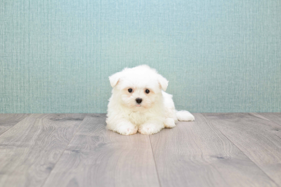 Happy Maltese Purebred Puppy