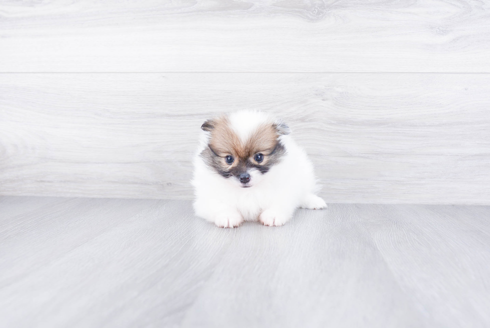 Energetic Pomeranian Purebred Puppy