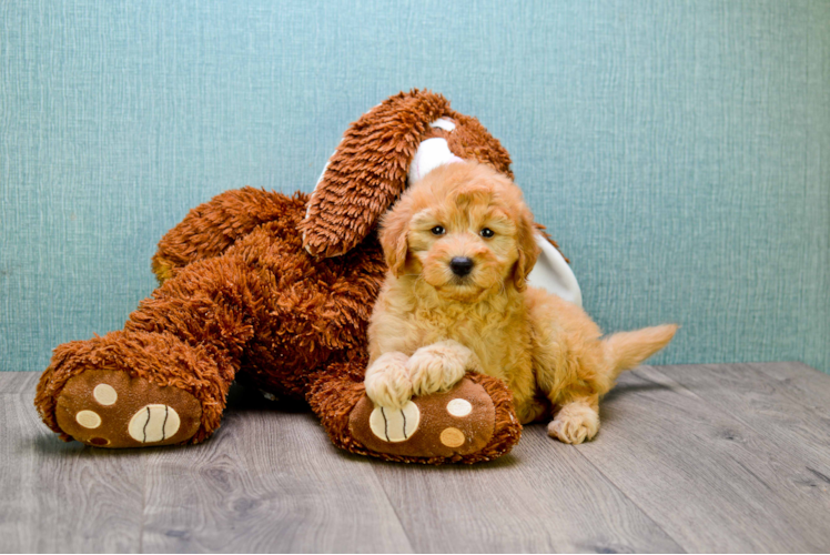 Mini Goldendoodle Puppy for Adoption