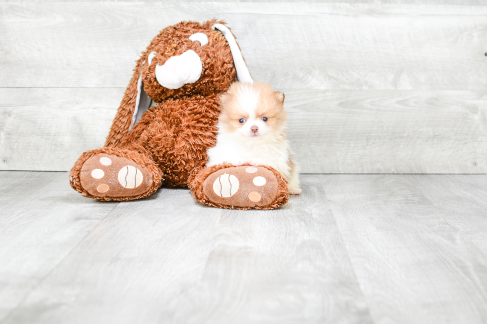 Friendly Pomeranian Baby