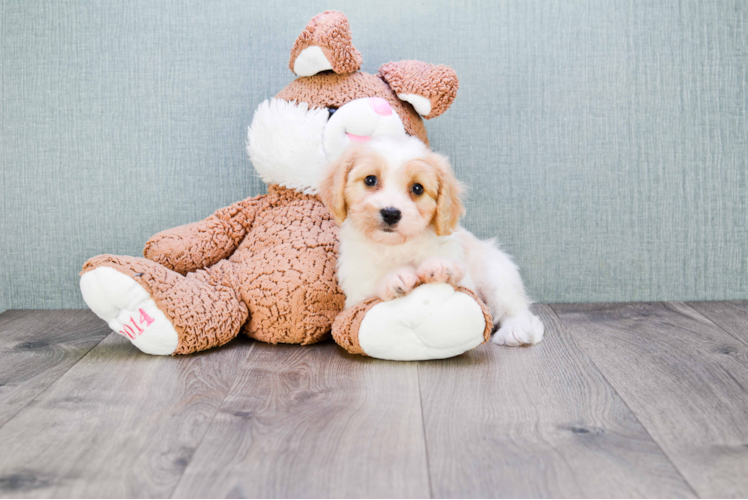 Cavachon Pup Being Cute