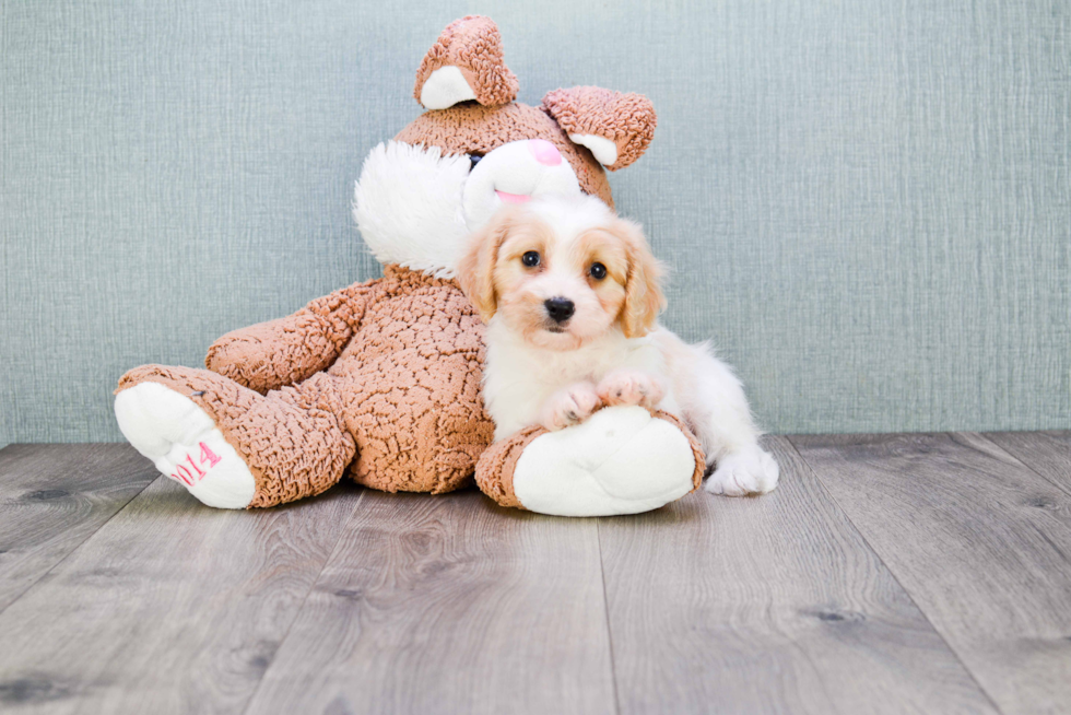 Cavachon Pup Being Cute