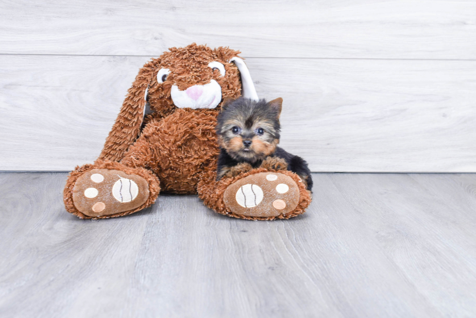 Meet Tinkerbell - our Yorkshire Terrier Puppy Photo 