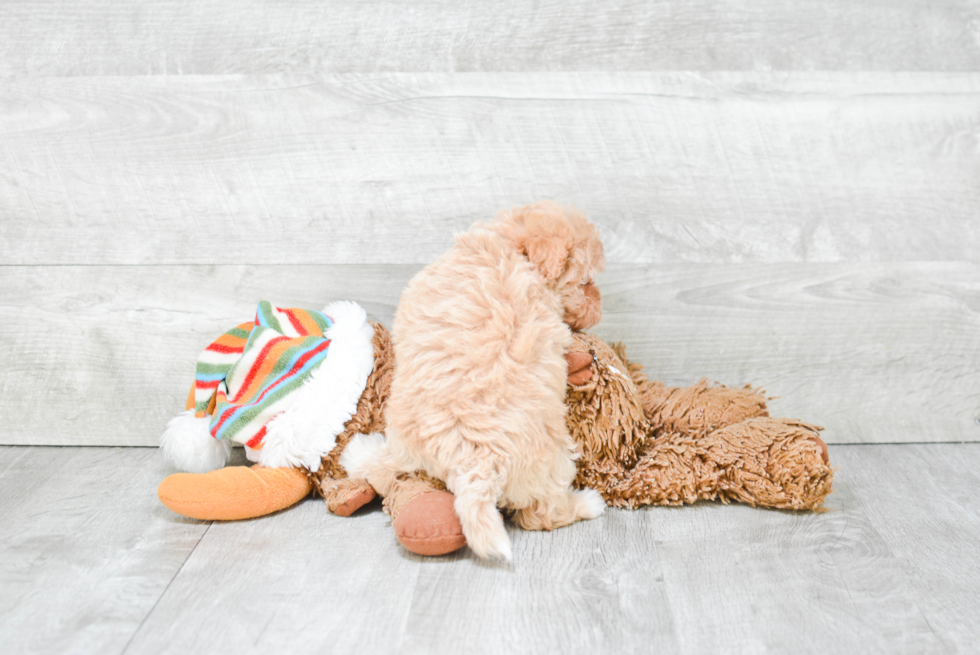 Little Maltepoo Poodle Mix Puppy