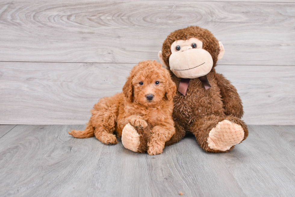 Popular Mini Goldendoodle Poodle Mix Pup