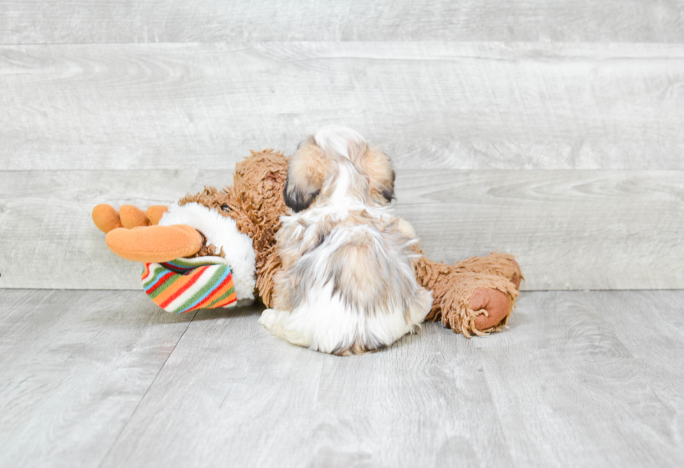 Popular Teddy Bear Designer Pup