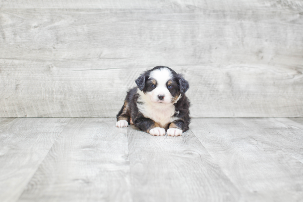 Best Mini Aussiedoodle Baby