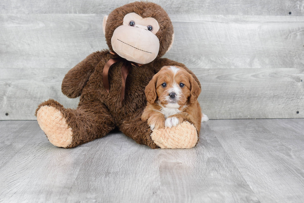 Cavapoo Pup Being Cute