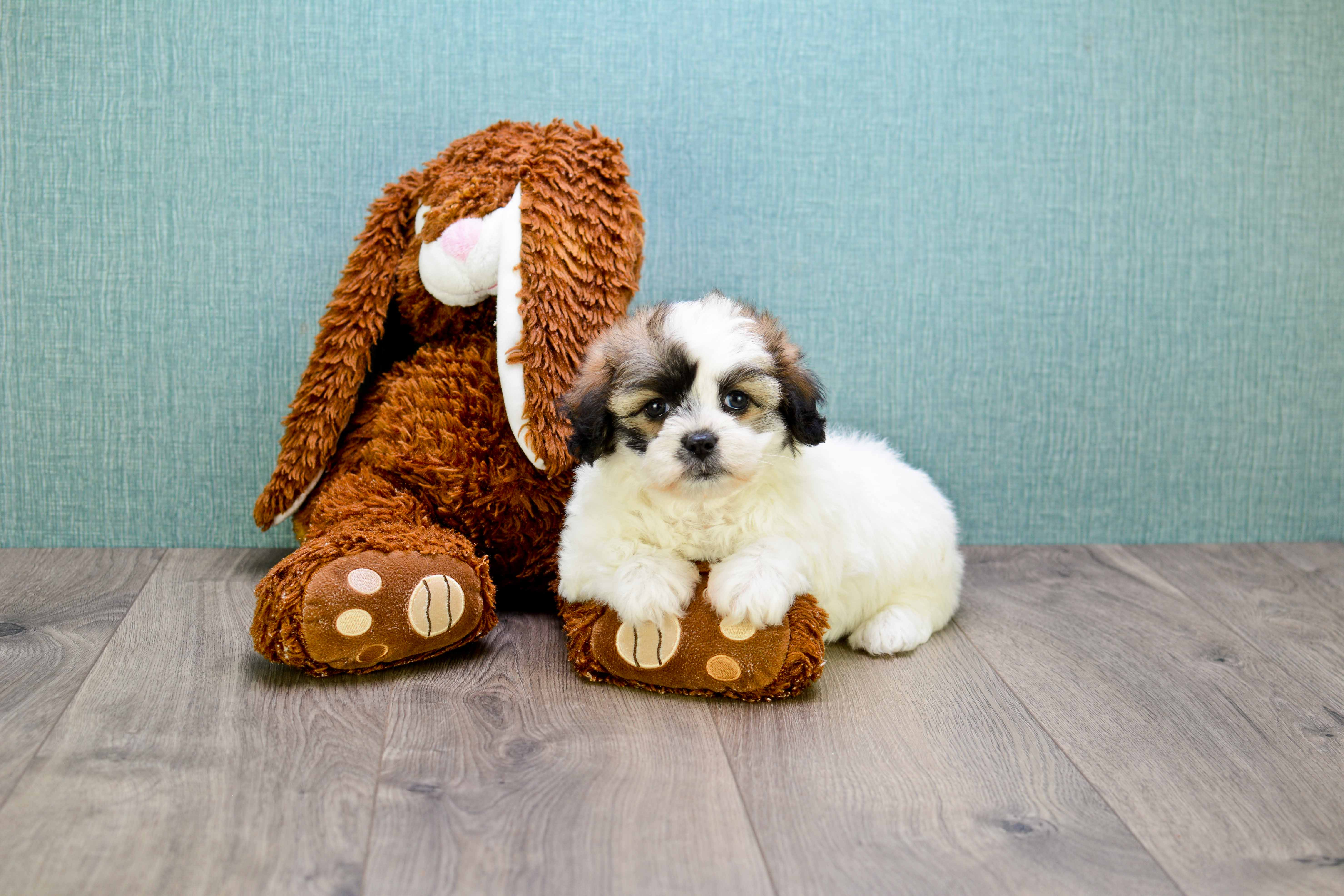 Teddy Bear Puppy for Adoption