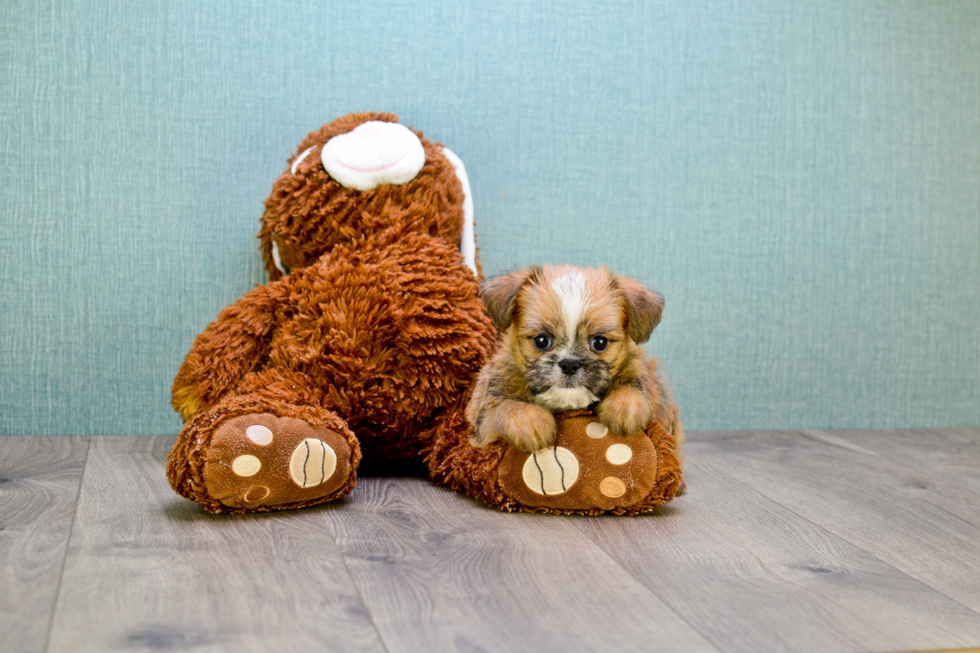 Brussels Griffon Puppy for Adoption