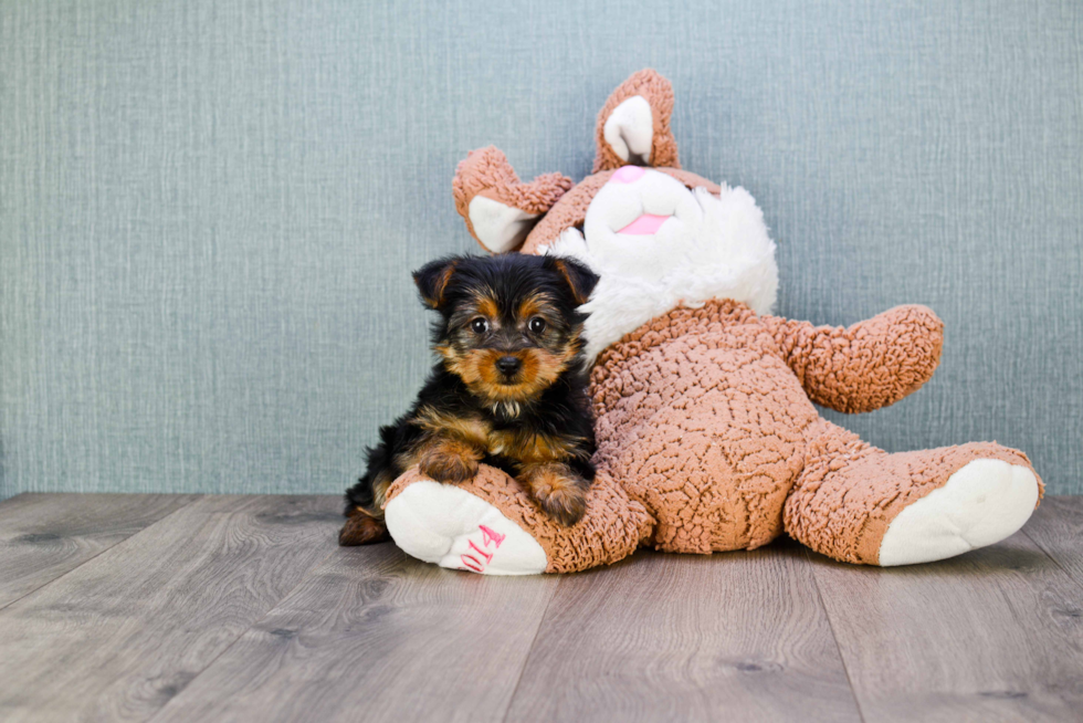 Meet Izzie - our Yorkshire Terrier Puppy Photo 