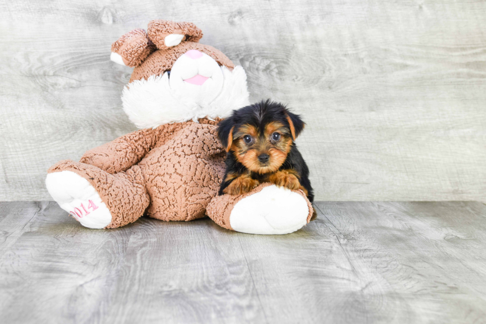 Meet Bella - our Yorkshire Terrier Puppy Photo 