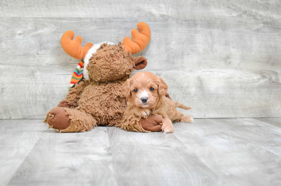 Smart Cavapoo Poodle Mix Pup