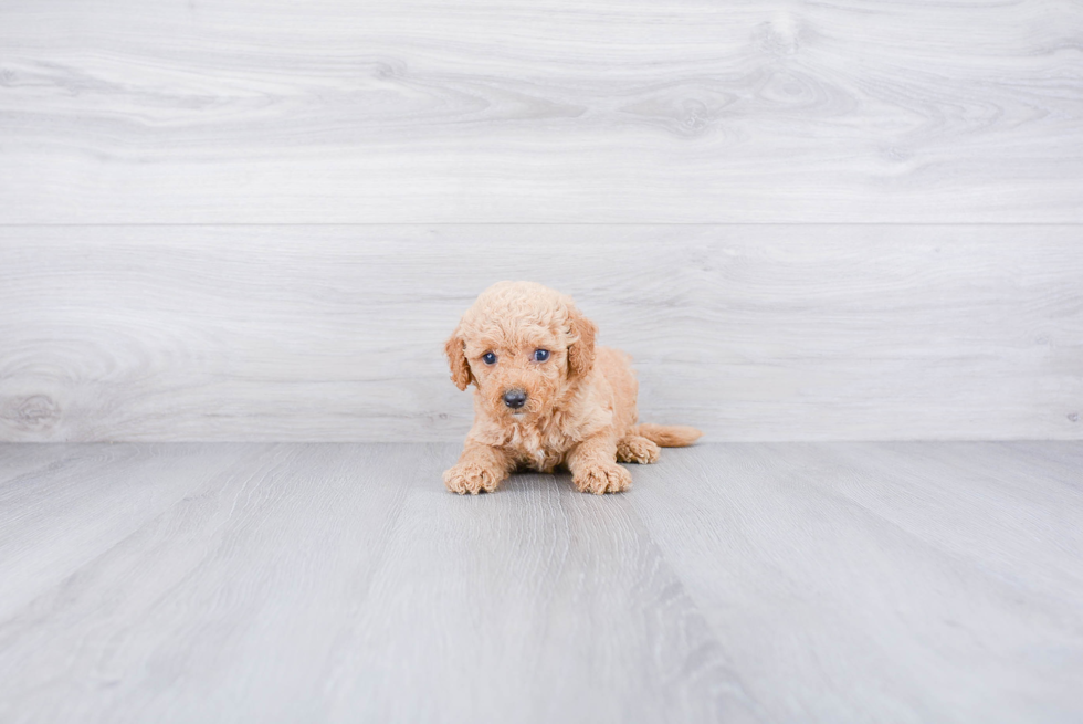 Hypoallergenic Golden Retriever Poodle Mix Puppy