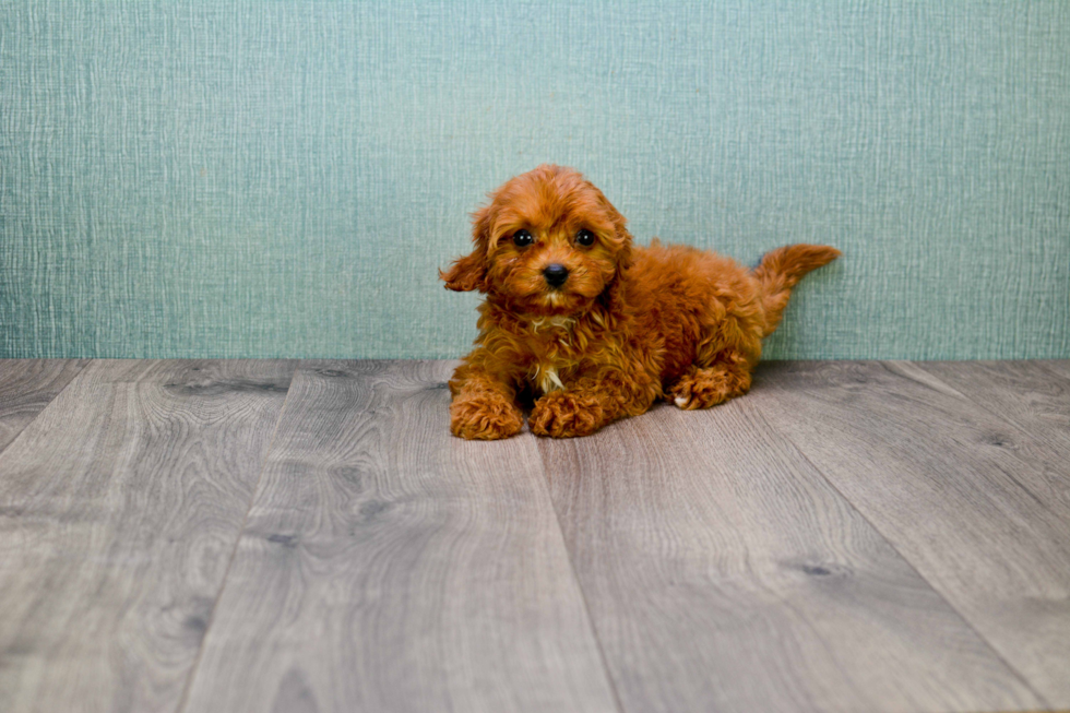 Popular Cavapoo Poodle Mix Pup