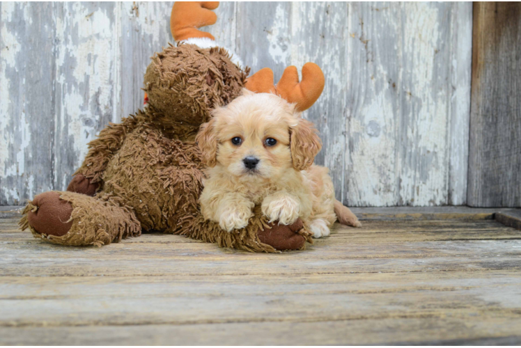 Cavachon Pup Being Cute