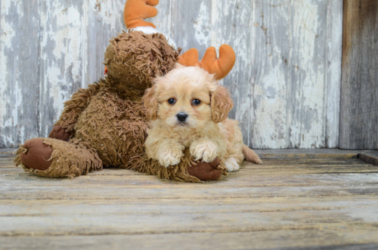 Cavachon Pup Being Cute