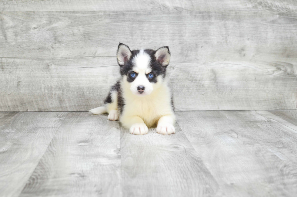 Pomsky Pup Being Cute