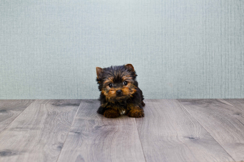 Meet Giselle - our Yorkshire Terrier Puppy Photo 