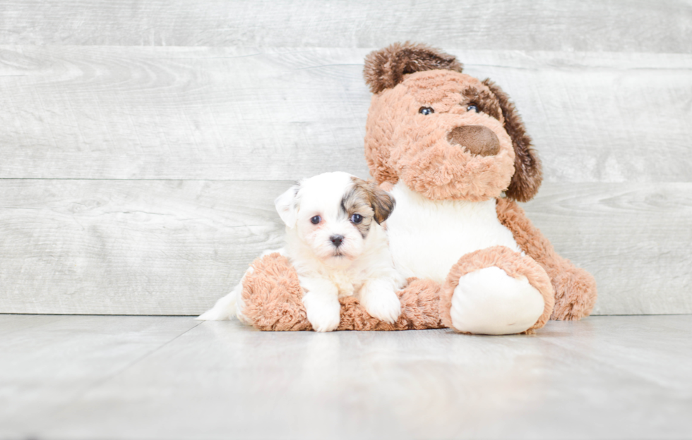 Little Shichon Designer Puppy