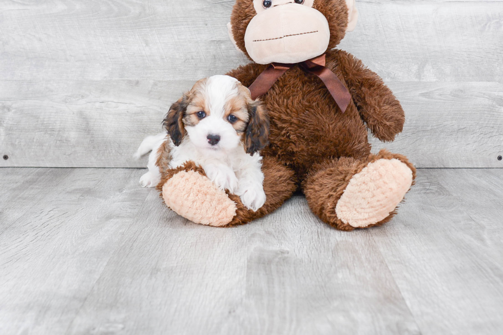 Friendly Cavapoo Baby