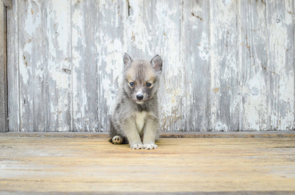 Happy Pomsky Baby