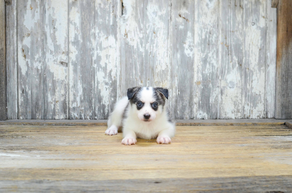 Adorable Mini Husky Designer Puppy