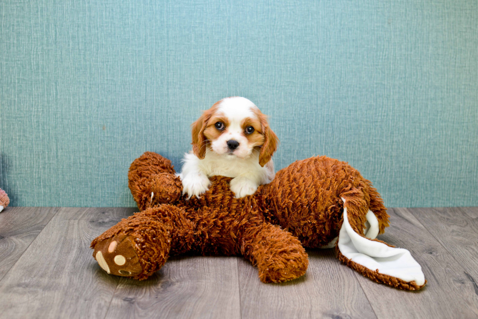 Best Cavalier King Charles Spaniel Baby