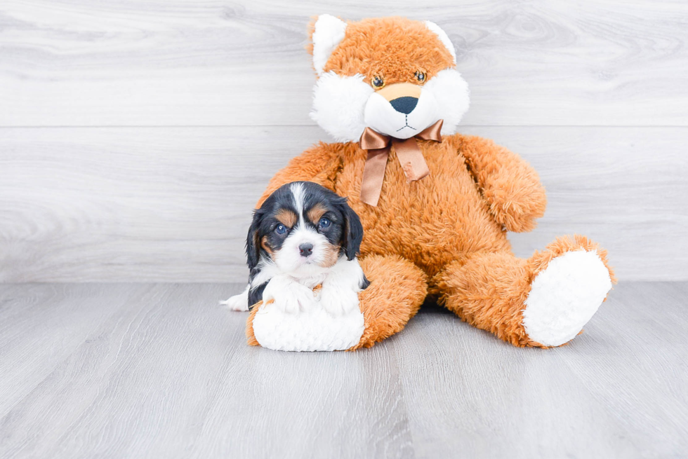 Best Cavalier King Charles Spaniel Baby