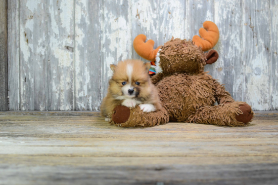 Pomeranian Puppy for Adoption